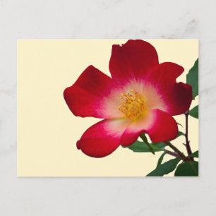 Carte Postale Rose romantique rose sauvage