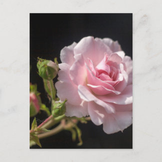 Carte Postale rose rose