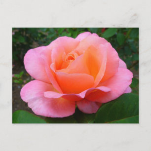 Carte Postale Rose rose