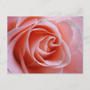 Carte Postale Rose rose