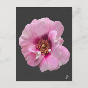 Carte Postale Rose rose avec Cœur Pourpre - peinture à l'huile