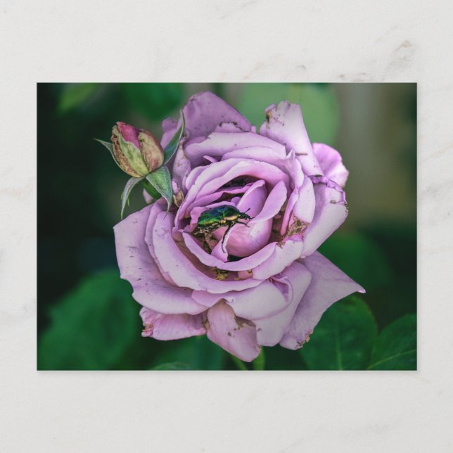 Carte Postale Rose rose avec une Beatle verte (Devant)
