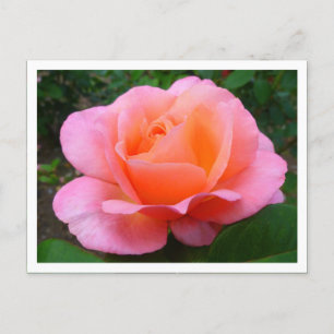 Carte Postale Rose rose (bordé)
