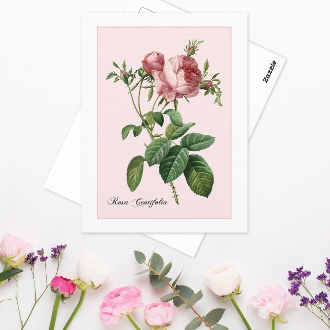 Carte Postale Rose Rose Botanique Redoute (Créateur téléchargé)