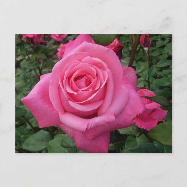 Carte Postale Rose rose brillante (Devant)