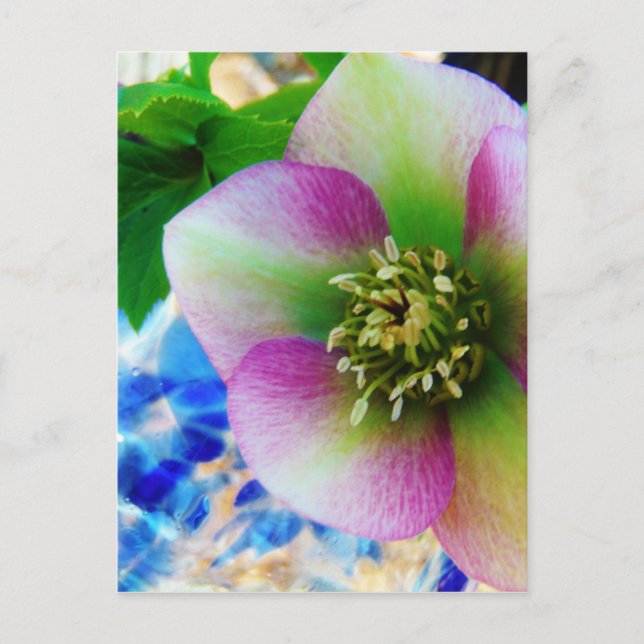 Carte Postale Rose rose carême bleu boule de verre (Devant)