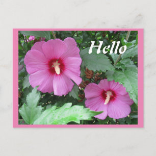 Carte Postale Rose rose de Sharon Flower Photo Bonjour
