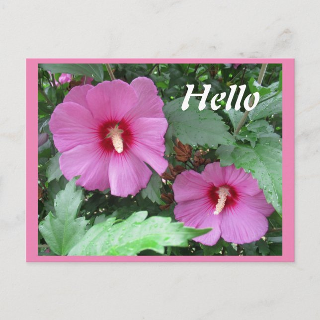 Carte Postale Rose rose de Sharon Flower Photo Bonjour (Devant)
