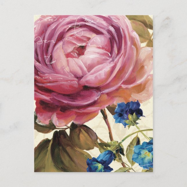 Carte Postale Rose rose en pleine floraison (Devant)