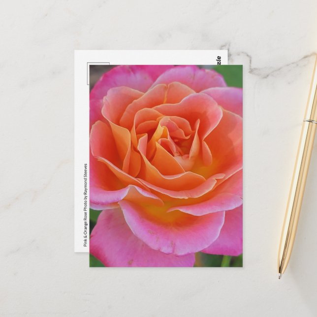 Carte postale Rose rose et orange (Devant/Arrière en situation)