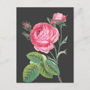 Carte Postale Rose rose florale moderne