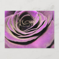 Rose rose Lilac