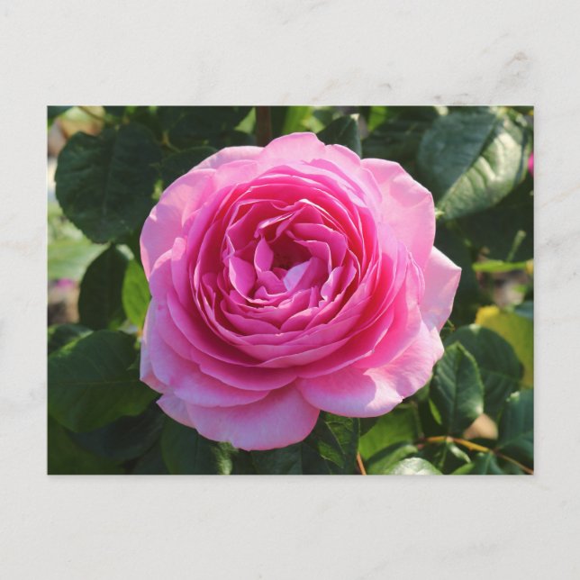 Carte Postale Rose rose "maman dans un million", Roath Park, Car (Devant)