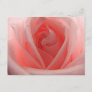 Carte Postale Rose rose rose