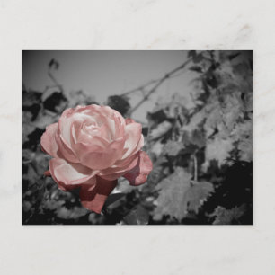 Carte Postale Rose rose rose