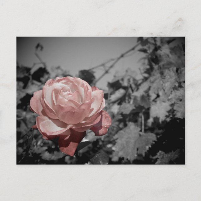 Carte Postale Rose rose rose (Devant)