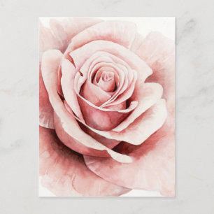 Carte Postale Rose rose rose