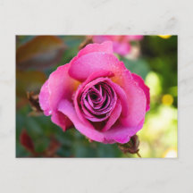 Rose rose rose