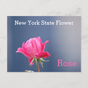 Carte Postale Rose rose rose fleur de l'État de New York