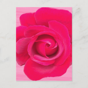 Carte Postale Rose rose rouge romantique