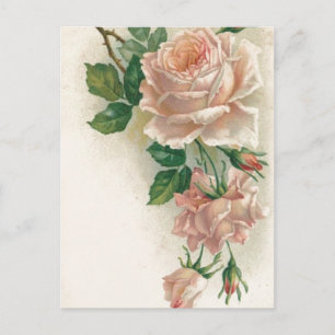 Carte Postale Rose rose vintage