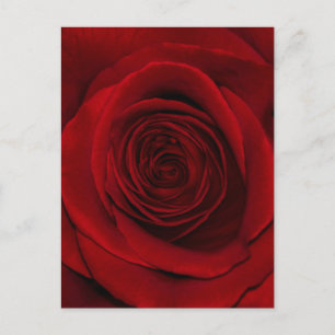 Carte Postale rose rouge