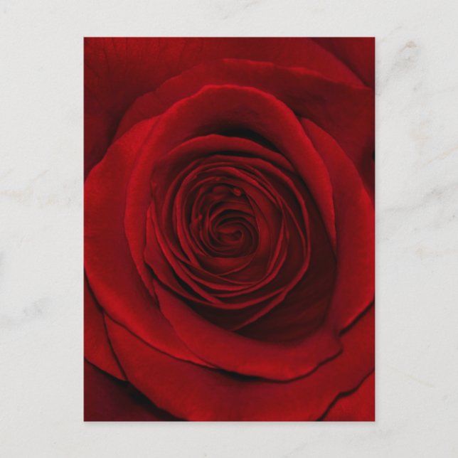Carte Postale Rose rouge (Devant)