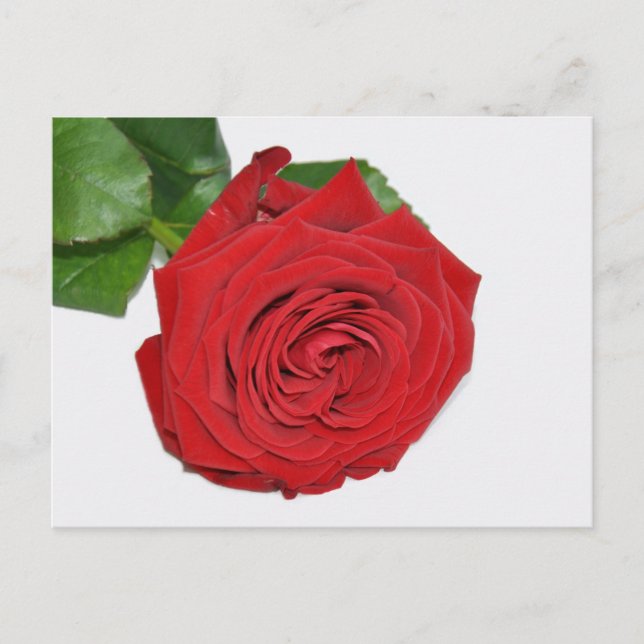 Carte Postale Rose rouge (Devant)