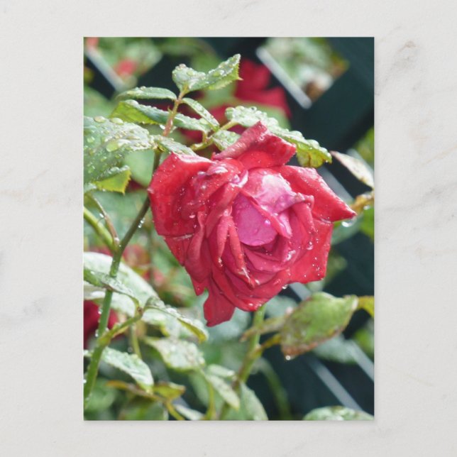 Carte Postale rose rouge (Devant)
