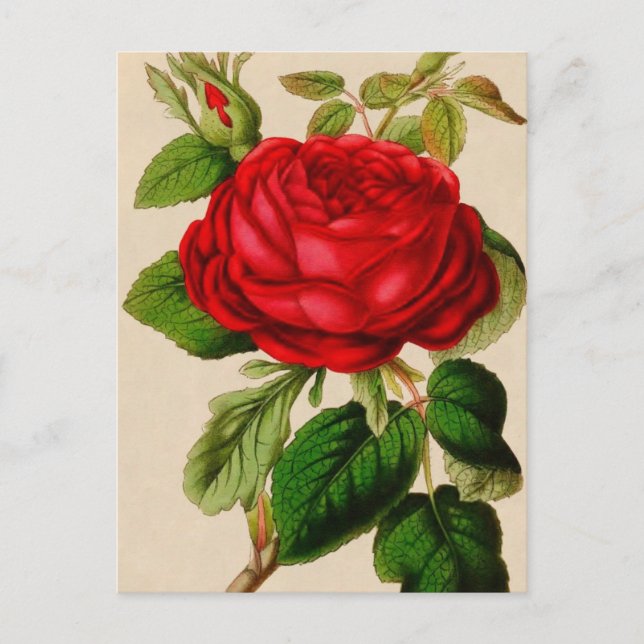Carte Postale Rose rouge (Devant)
