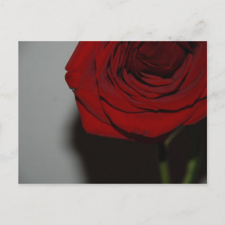 Carte postale Rose rouge