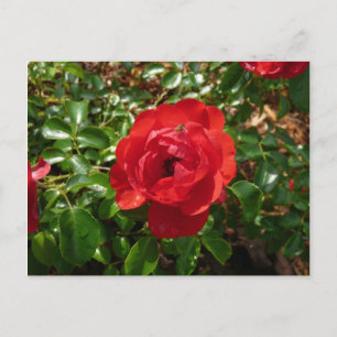 Carte Postale rose rouge