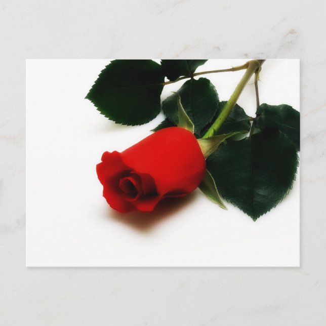 Carte Postale Rose rouge (Devant)