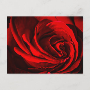 Carte Postale Rose rouge