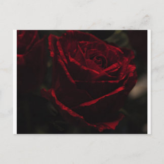Carte postale Rose rouge