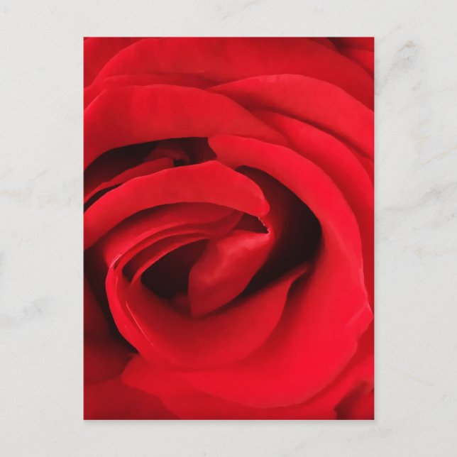 Carte Postale Rose rouge (Devant)