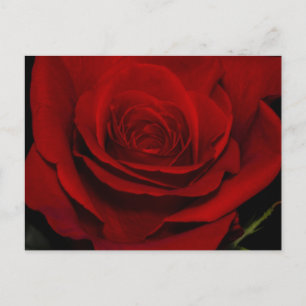Carte Postale rose rouge
