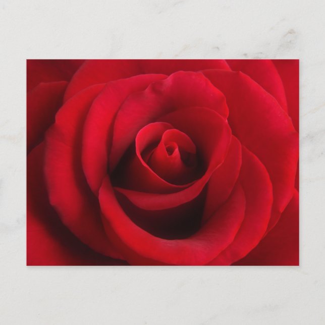 Carte postale Rose rouge (Devant)