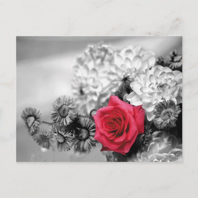 Carte Postale Rose rouge avec Arrière - plan noir et blanc (Devant)