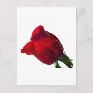 Carte Postale rose rouge avec gouttes d'eau