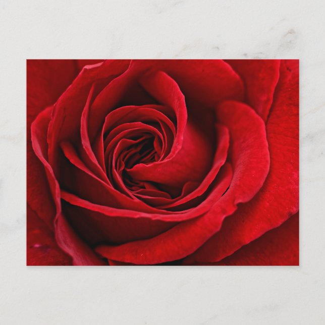 Carte Postale Rose rouge brillante près (Devant)