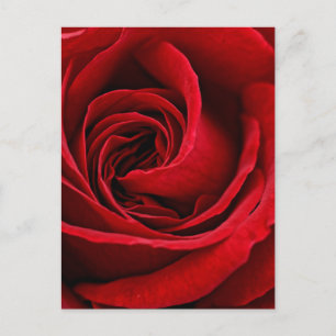 Carte Postale Rose Rouge Éclatante de Près