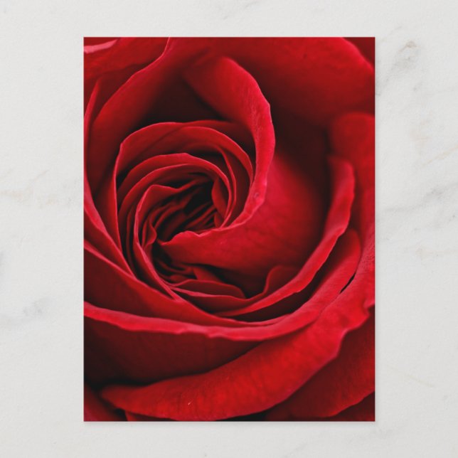 Carte Postale Rose Rouge Éclatante de Près (Devant)