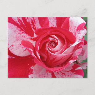 Carte postale Rose rouge et blanc