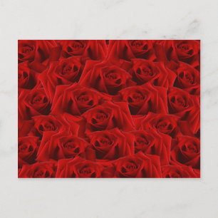 Carte Postale Rose rouge romantique
