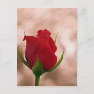 Carte Postale Rose rouge simple