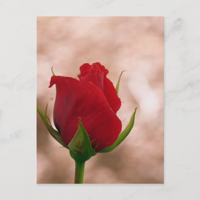 Carte Postale Rose rouge simple (Devant)