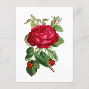 Carte Postale Rose rouge vintage et coccinelles 