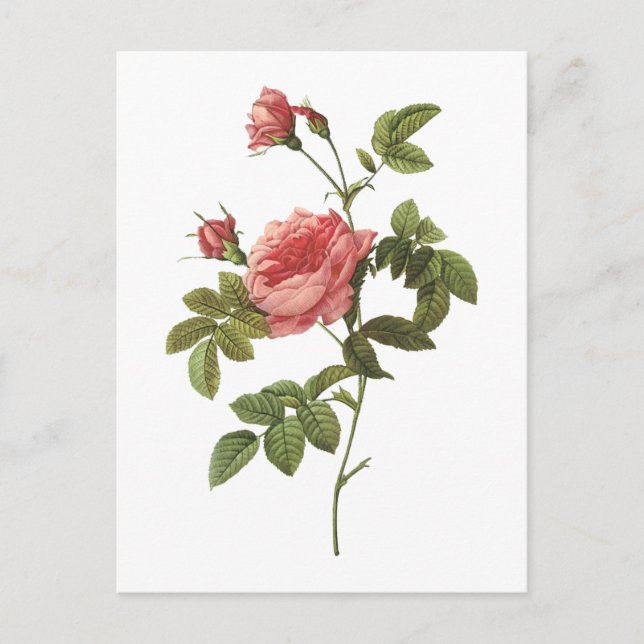 Carte Postale rose sans épines (Rosa inermis) par Redouté (Devant)