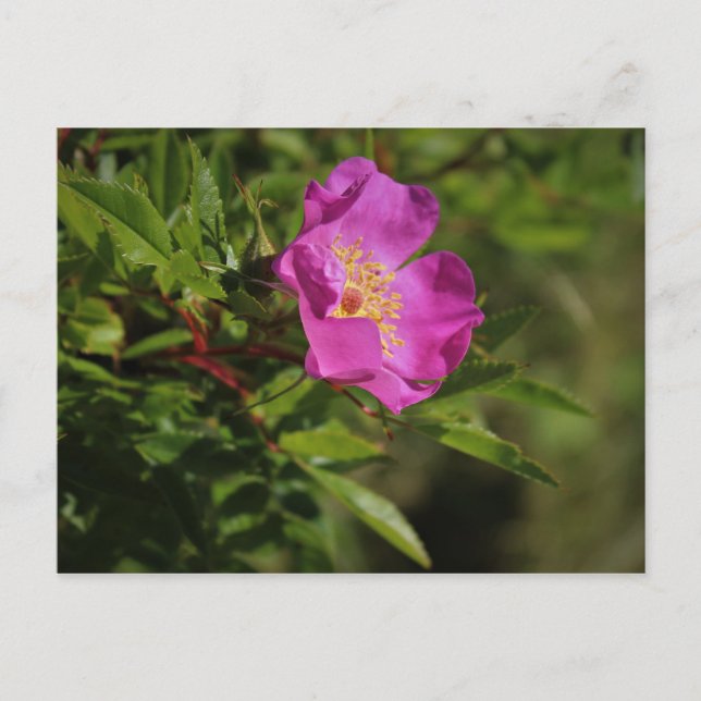 Carte Postale Rose sauvage (Devant)